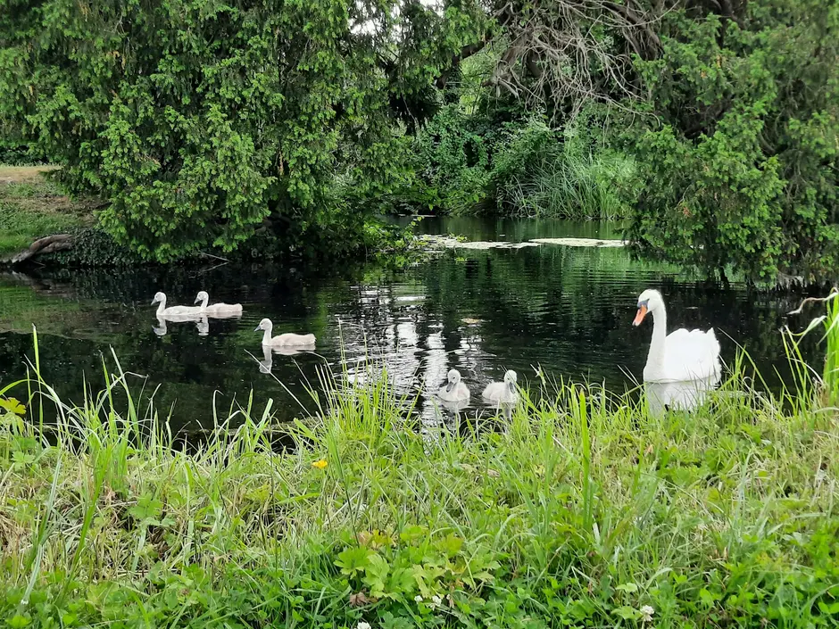 Climate%20Cafe%20Swans
