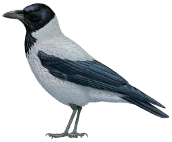 Hooded%20Crow