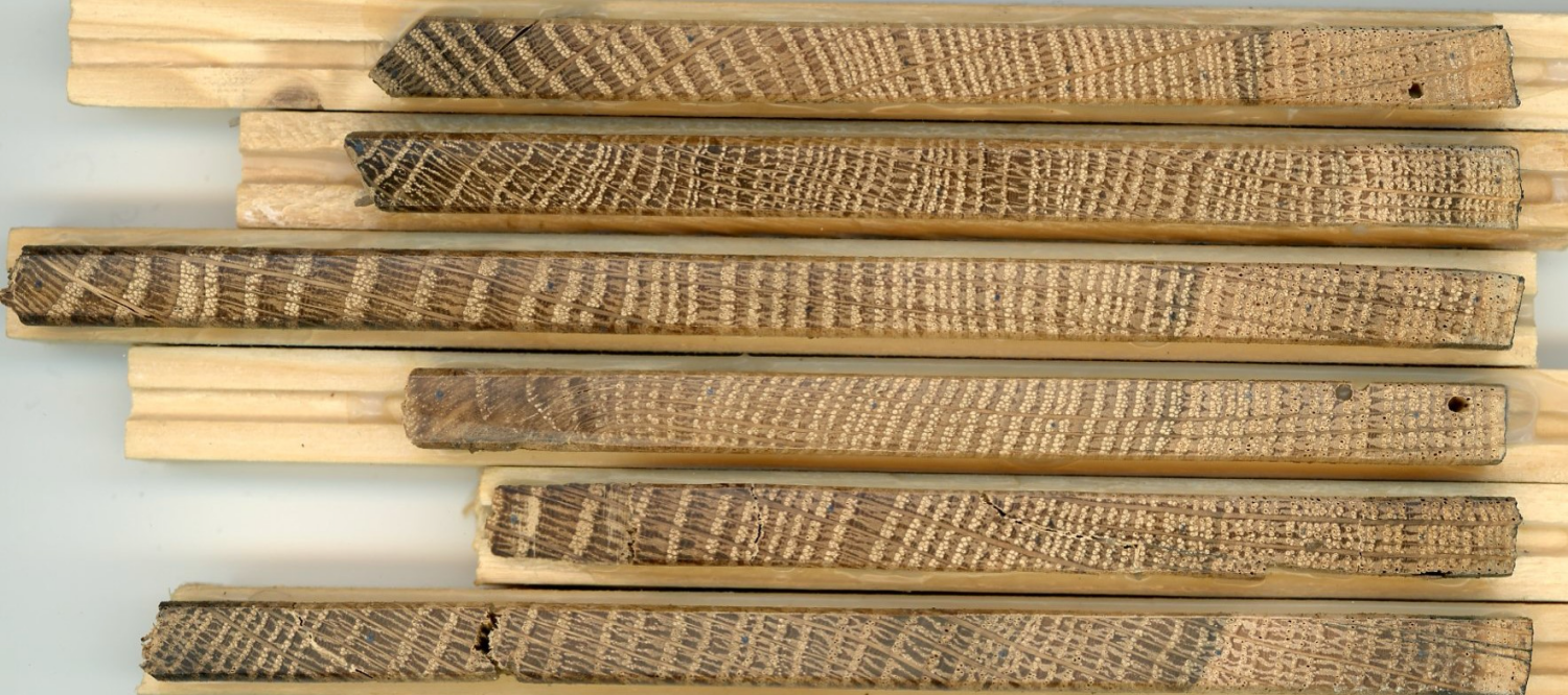 Tree%20ring%20core%201