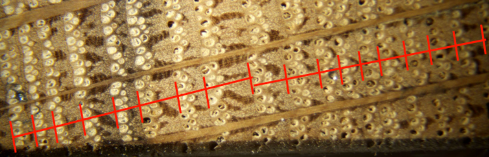 Tree%20ring%20core%203